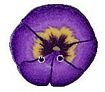 Tiny Purple Pansy